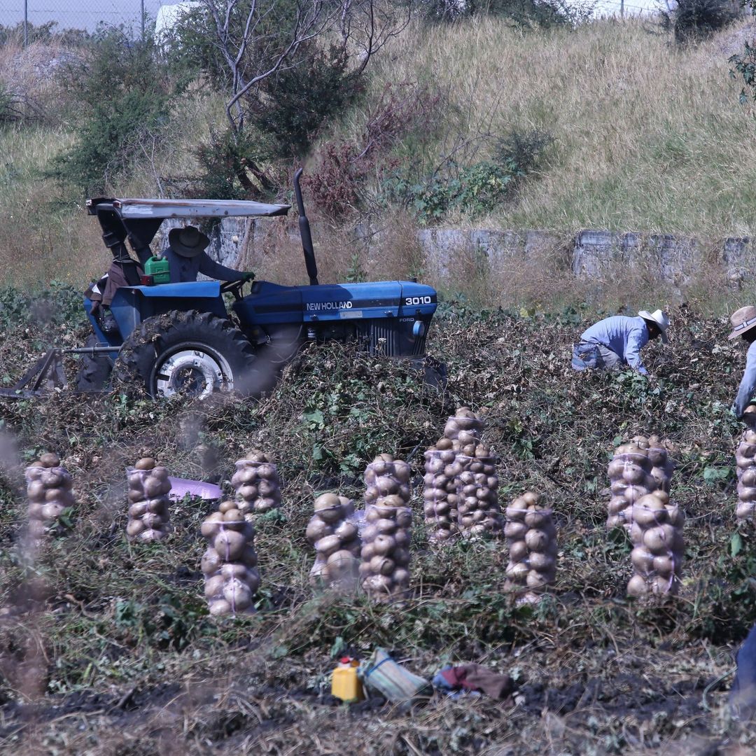 Trabajadores agrícolas